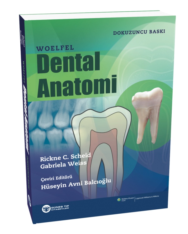 -Woelfel-Dental-Anatomi